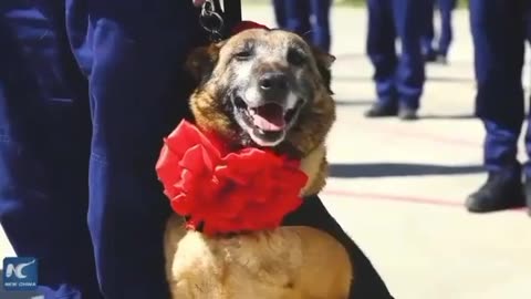 THESE FIREFIGHTERS HELD A RETIREMENT CEREMONY FOR 5 SEARCH & RESCUE DOGS