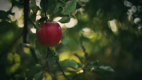 The Lost Book of Adam and Eve Found! Mind-Blowing Discoveries.