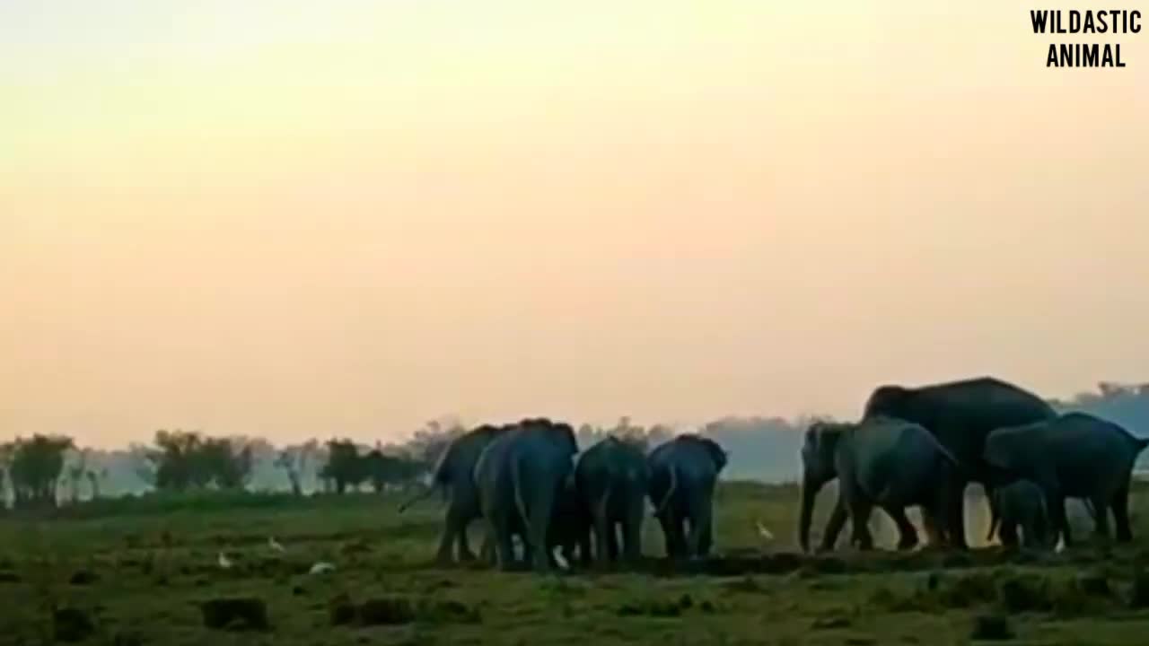 How do elephant mateing have you seen