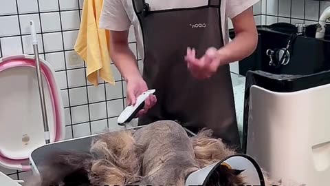Essential Cat Washing and Animal Care Tips