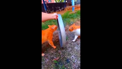 New Funny Animals 2023 😂 Funniest Cats and Dogs Videos 😺🐶 #34