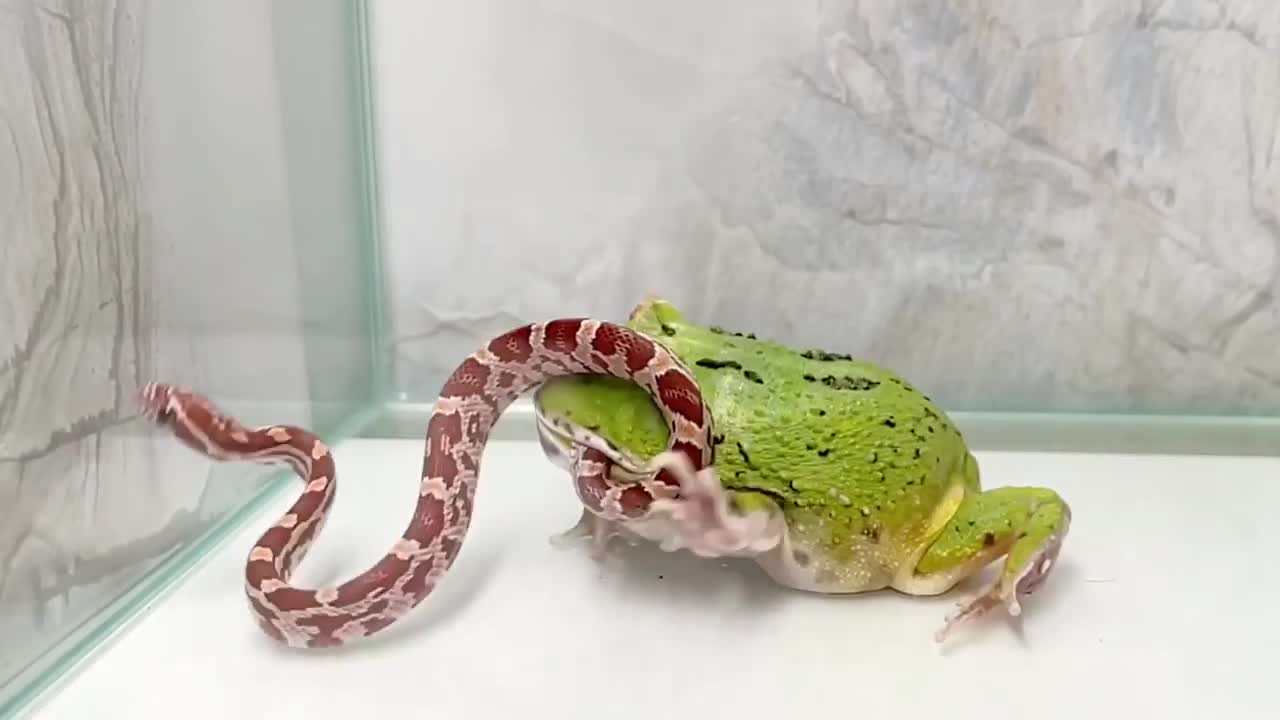 WARNING LIVE FEEDING ! ! THE GREEN PACAMON 🐸 FROG EAIS SNAKE 🐍?