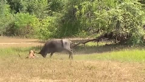 Running the bulls for survival