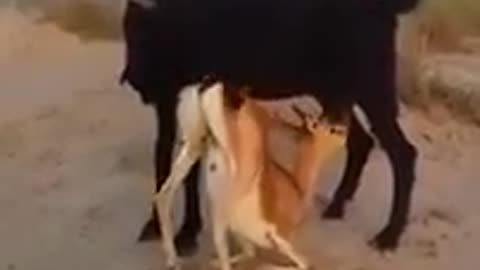 Deer baby drinks a goat milk #deer#billa345#viralvideo#foryou