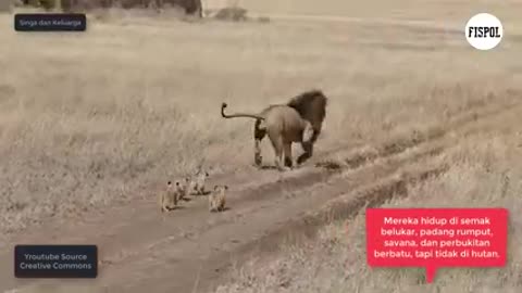 AWESOME!, A LION FAMILY AND ITS LITTLE cubs