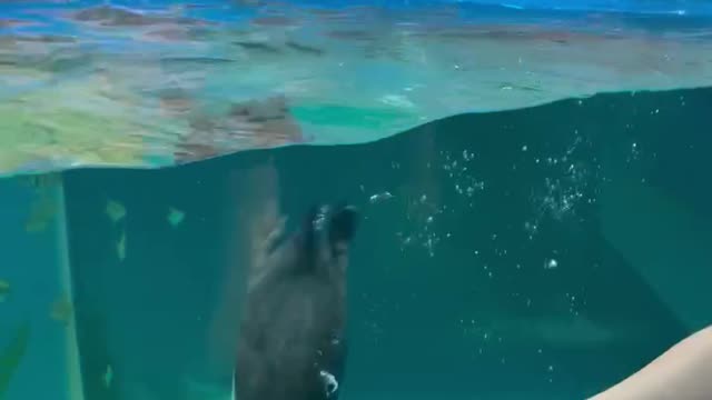 amazing animals : curious penguin is chasing human’s pen. smart animal