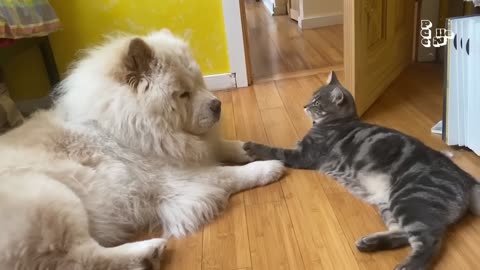 Cat and Dog Videos Funniest