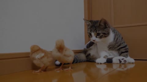 Kitten smart and cute