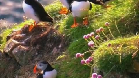 An unknown bird on a small island. Do you know what it is?