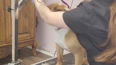 The best way for you 🐶🐶🐶🐶🐶🐶🐶🐶