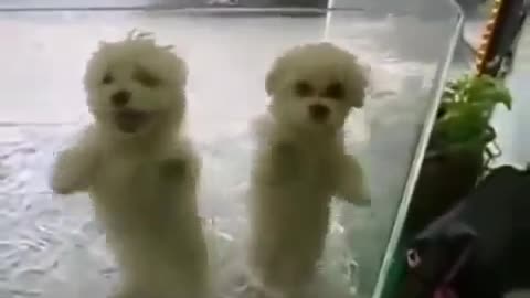 adorable funny animal compilation video clips 2014(360P)