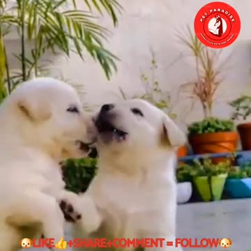 🐶"Adorable Little Puppy Moments"🐶