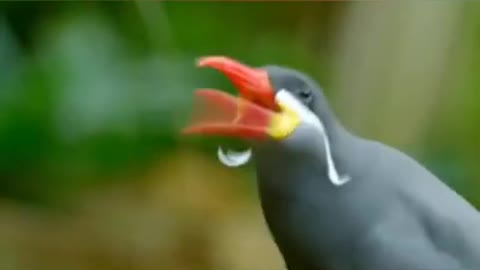 funny animals life