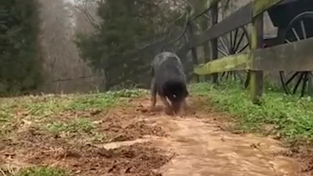 This dog is a irrigation dog...good job buddy. | So cute 😍 #funnydogs