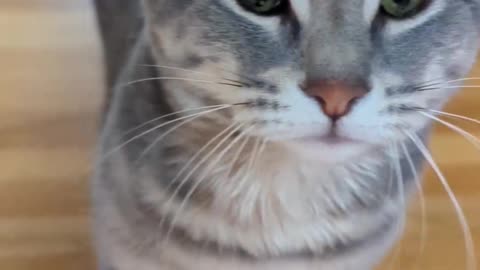 *Stomp *Stomp *Stomp 🐈 🥰