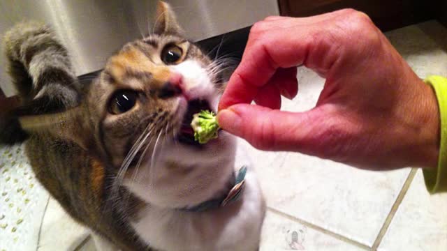 Funny Animal Reaction - Dogs and Cats