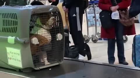 Dog on Airport 😂😂😂😂