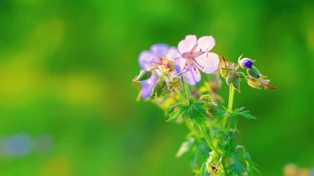 Today's sweet sorrow is the spur of tomorrow.