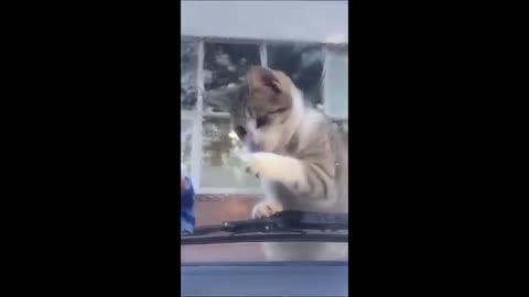 Funny animals - Funny cats/ dogs - Funny animal videos