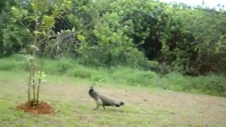 mowing with the peacock