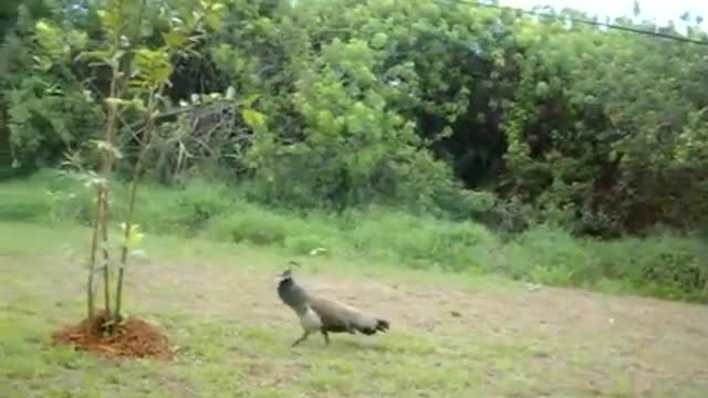 mowing with the peacock