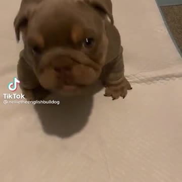 who's Calling me Tiny?