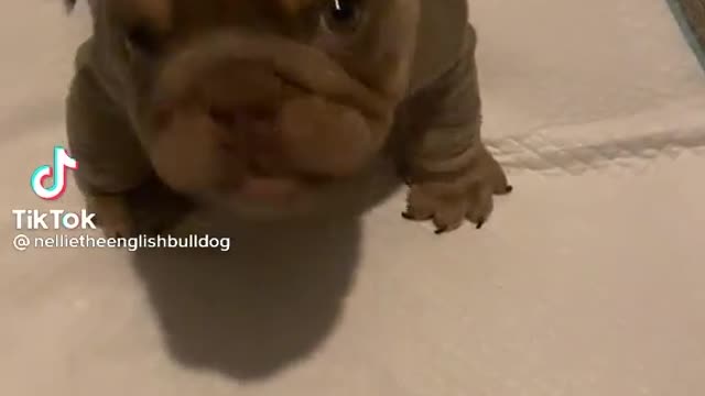 who's Calling me Tiny?