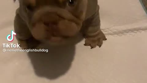 who's Calling me Tiny?