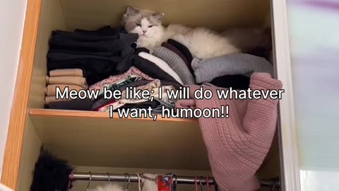 If I fits , then I'll sit🎀😽🐾
