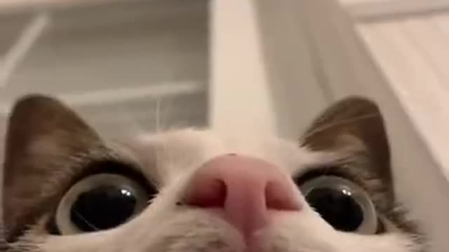 Funny Cat #pilot #fun #comedy #shorts