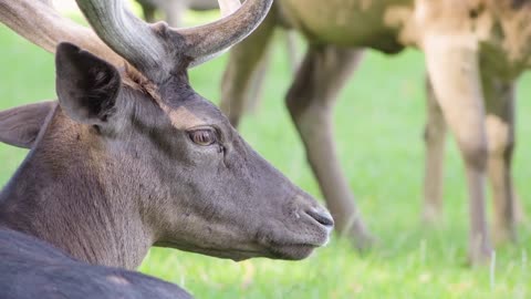 Fallow deer stag rests in a pasture by a forest and looks into distance on a sunny day - closeup
