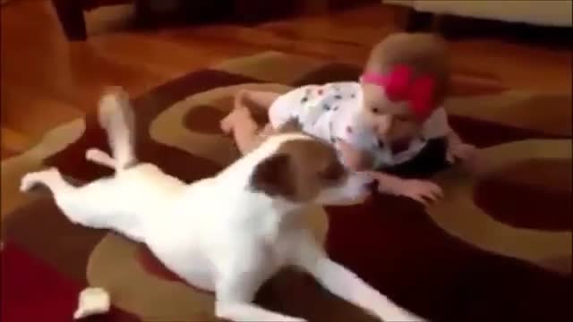 Funny Video - Funny Pets Compilation - Funny Cat - Funny Dogs