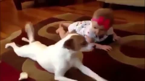 Funny Video - Funny Pets Compilation - Funny Cat - Funny Dogs