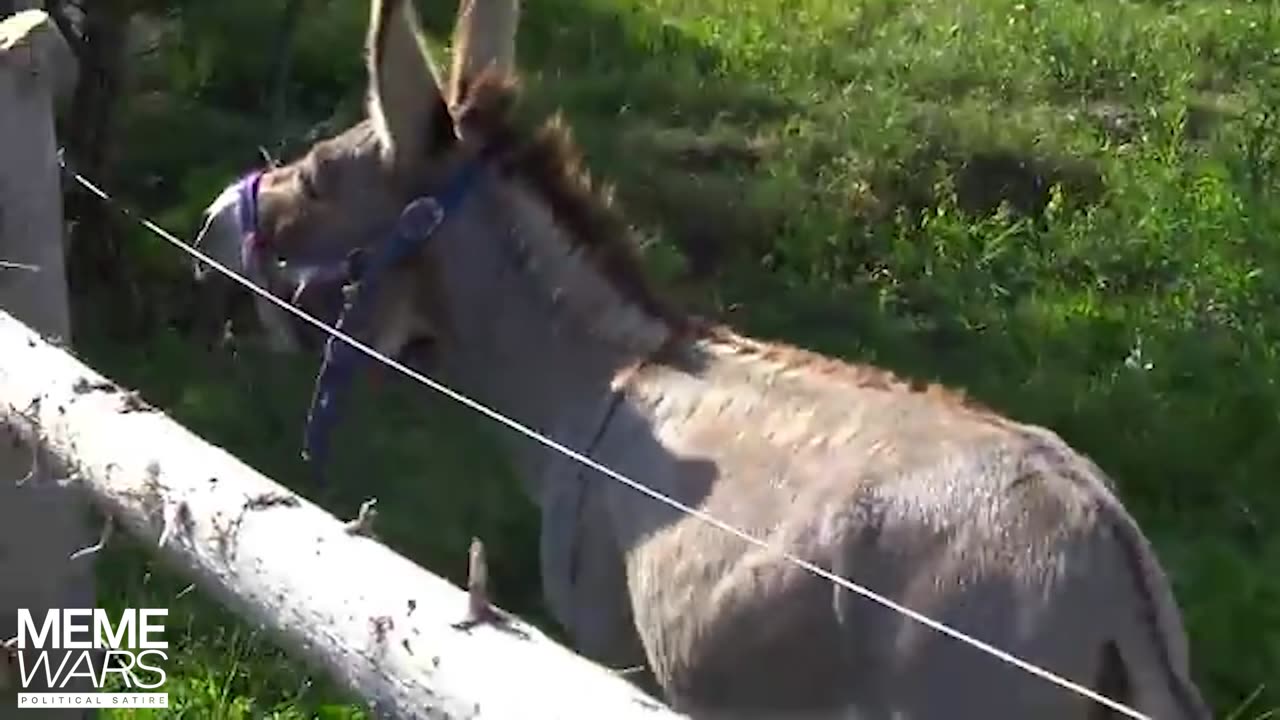 Kamala Laugh Animal Mix