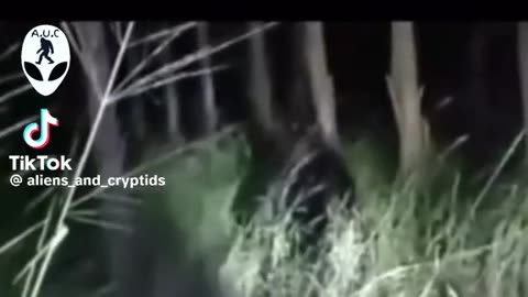 Dogman