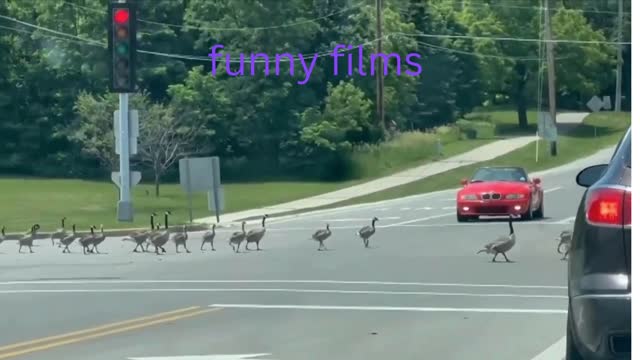 7 Can't Miss Trends About funny video