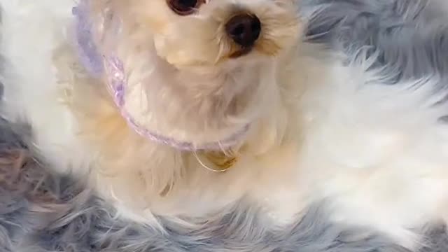 my dear puppy