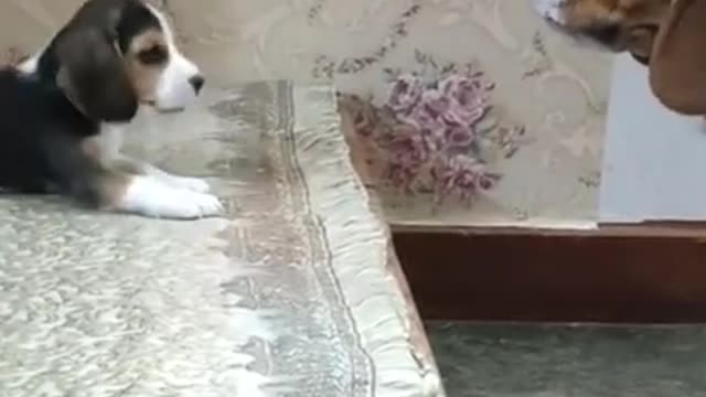 Little pup having a conversation with mommy