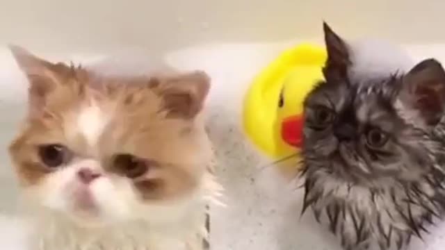 The Quickest Way to Get Rich With Cat Bathing