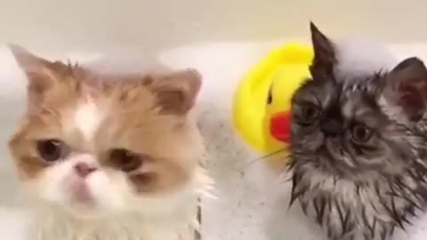 The Quickest Way to Get Rich With Cat Bathing