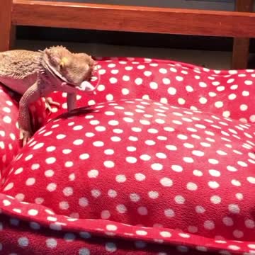 Hungry hungry lizards!