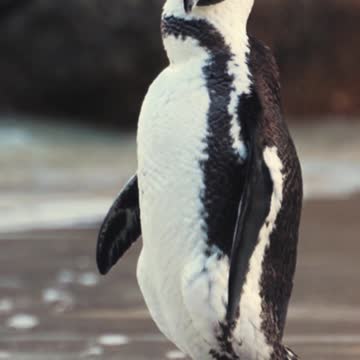 Penguin clear his body | Funny Penguin