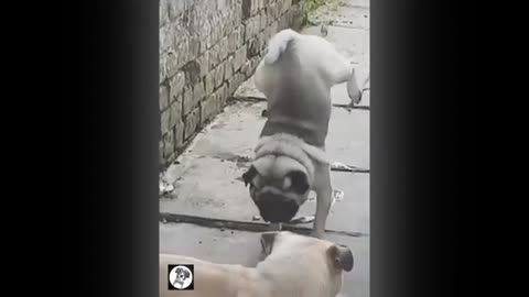 pupji lovers Top 10 funny cats and Dogs