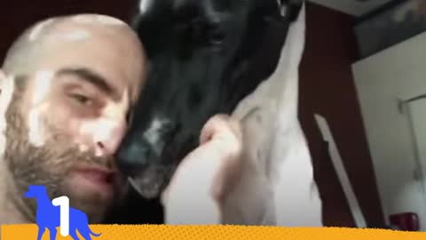 5 Reasons Why Big Dogs Are The Best