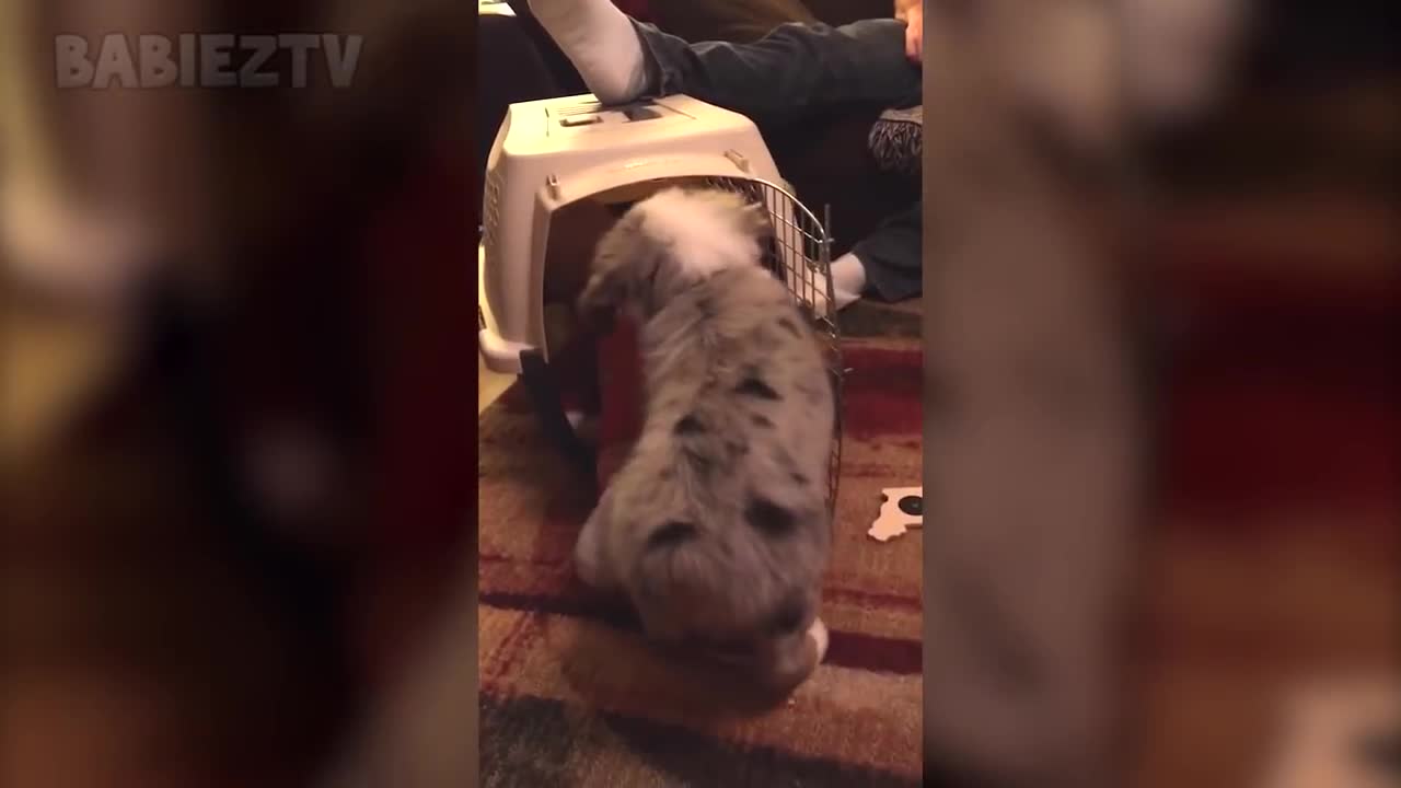 Babies playing with dogs and cats - Video Compilation 2018
