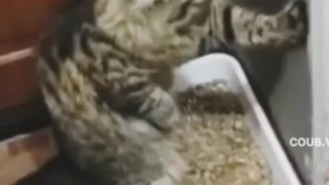 Pissing cat