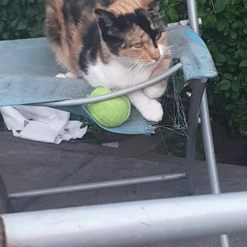 My Gorgeous Ginger Cat Protecive Over Tennis Ball