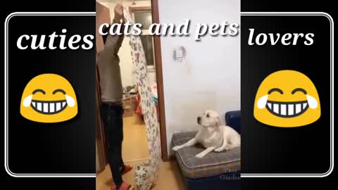 cutie funny pets lovers