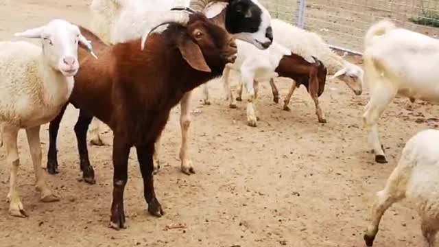 sheep at play