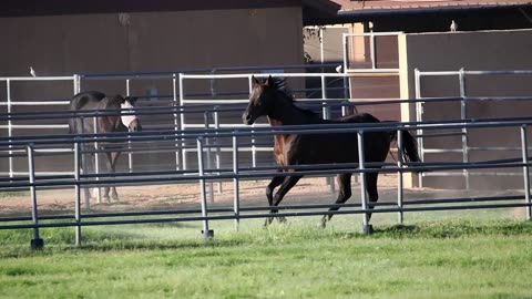 Beautiful Horses